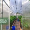 Теплица Счастье Садовода 3м фото 3